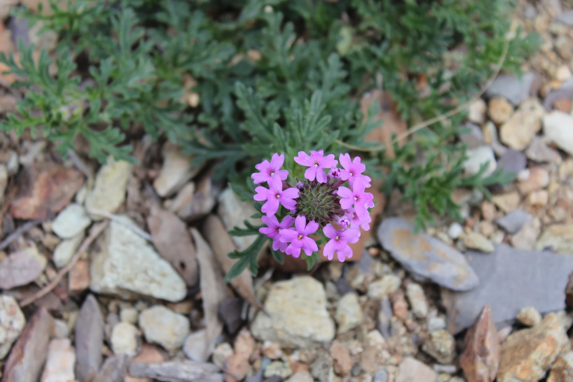 IMG_2602-Small.webp