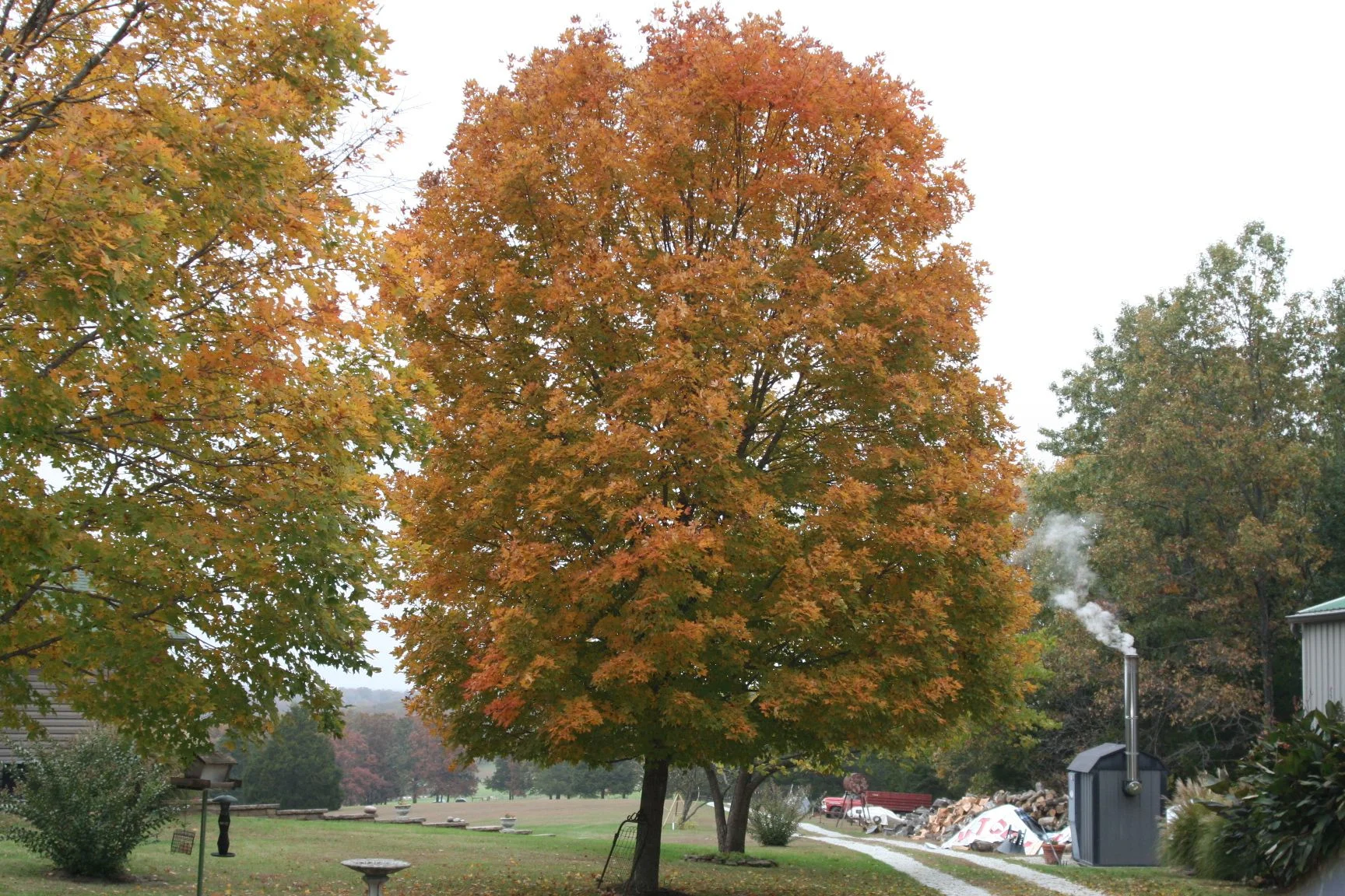 IMG_3952.webp