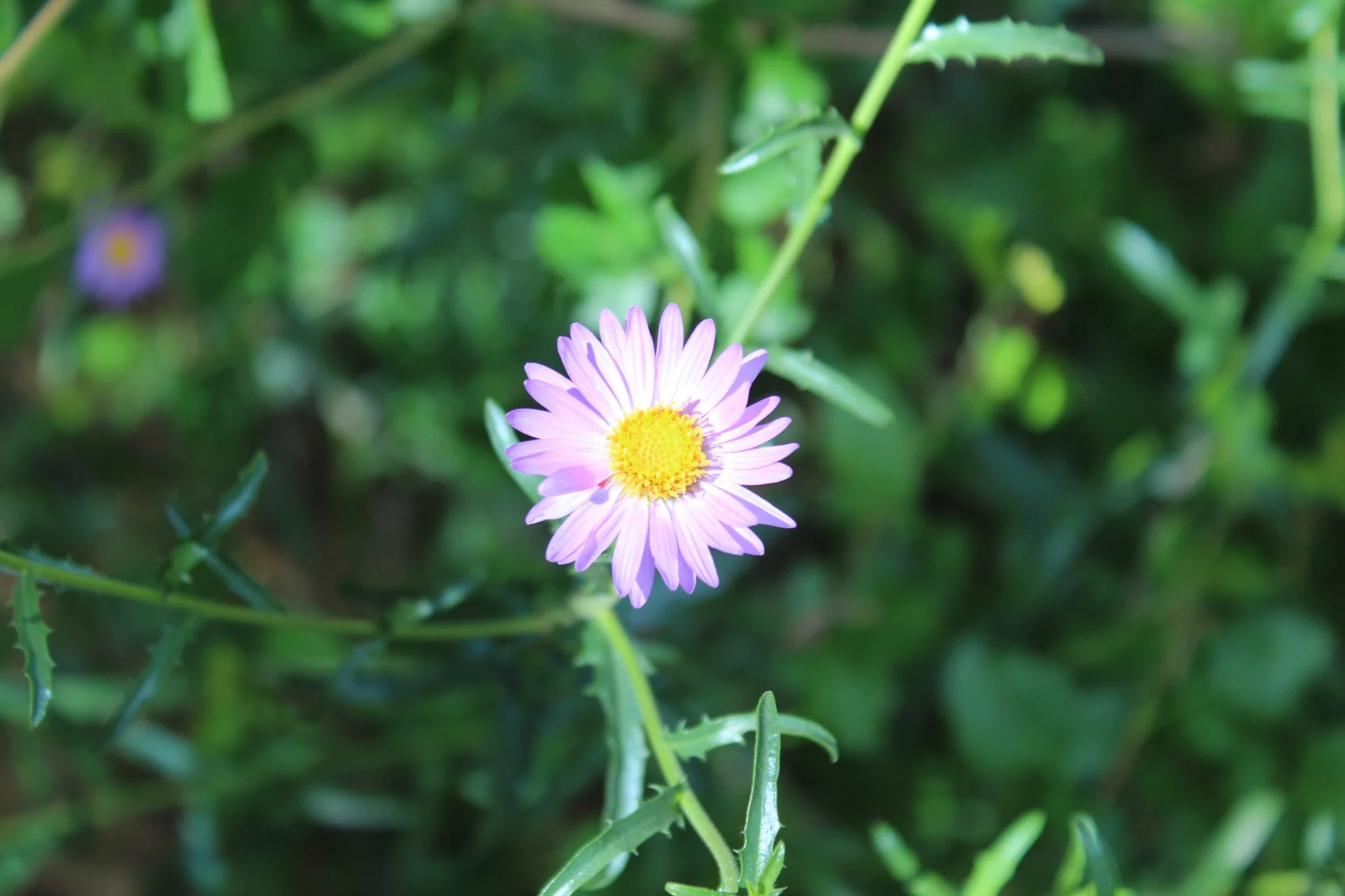 IMG_5671-Small.webp