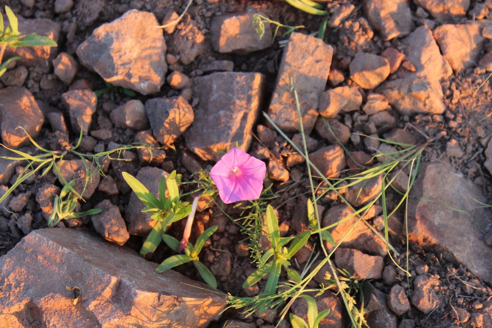 IMG_7117-Small.webp