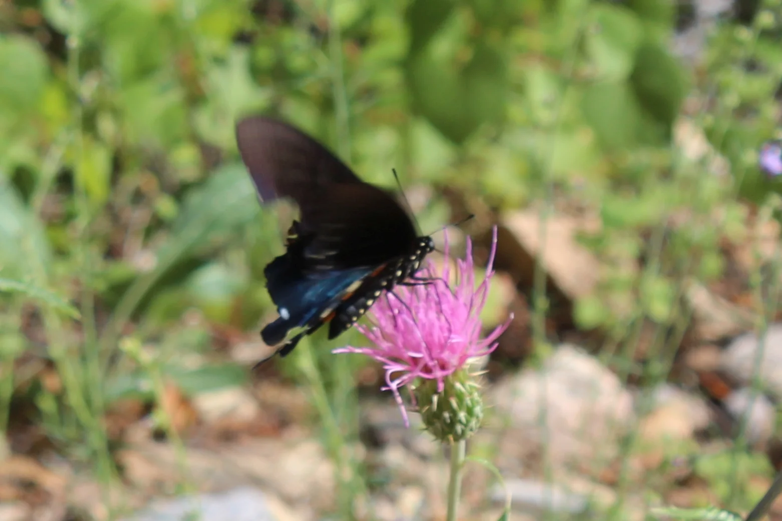IMG_7742_Cropped.webp