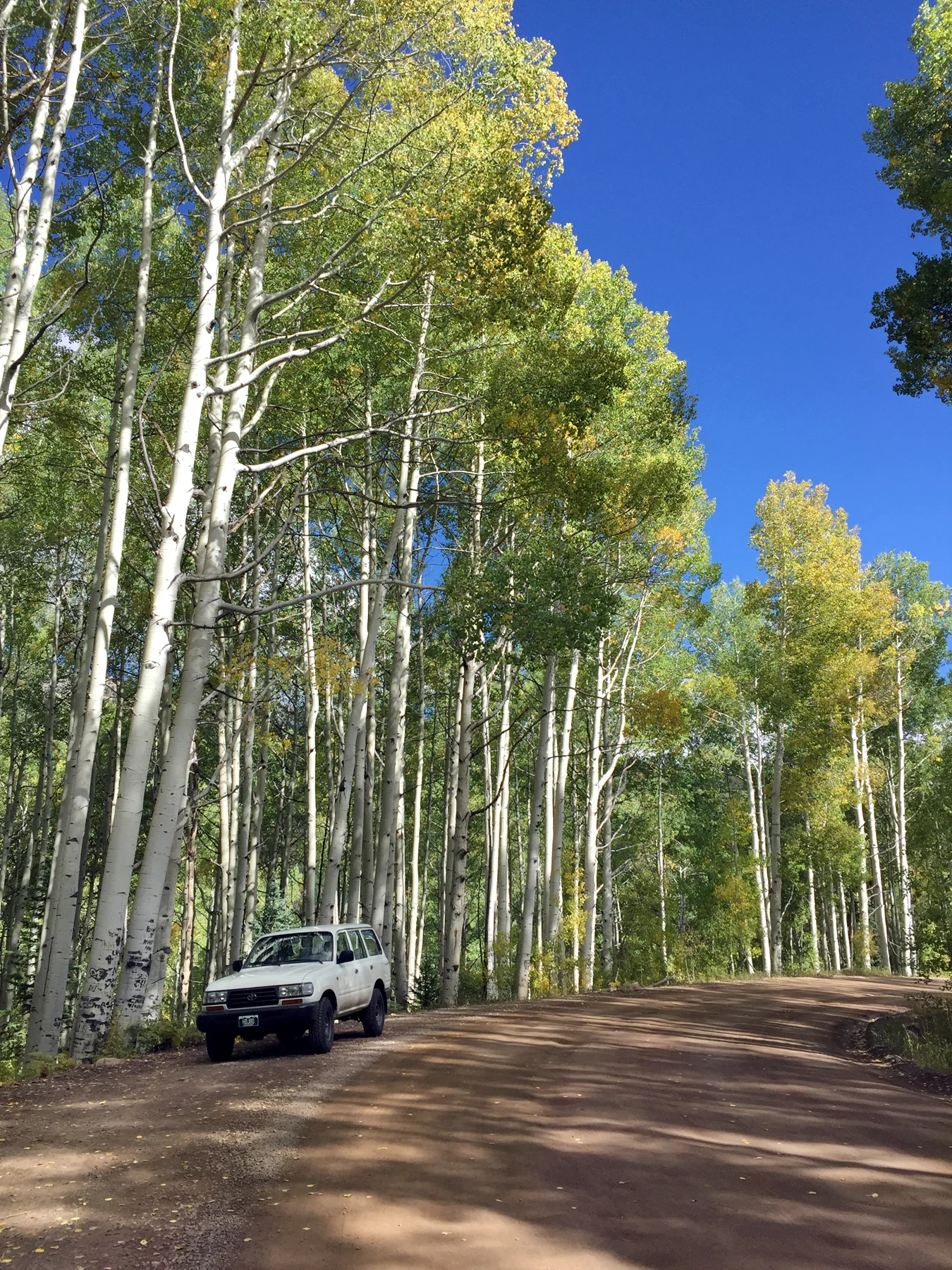 in trees.webp