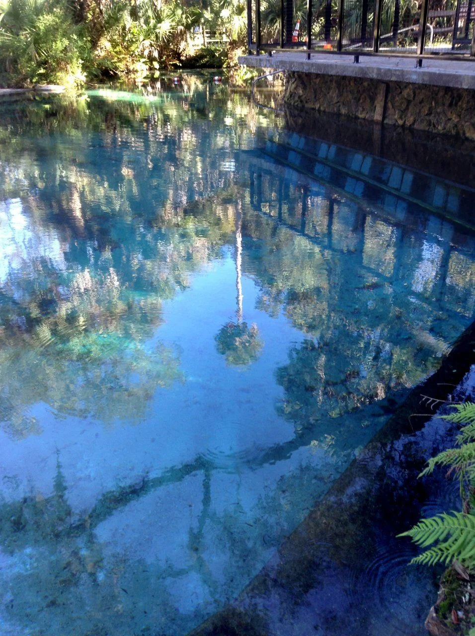 Juniper Springs 2.webp