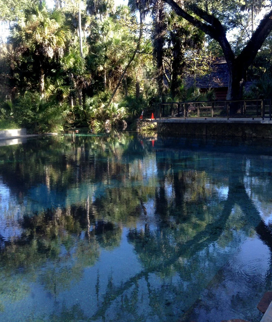 Juniper Springs.webp