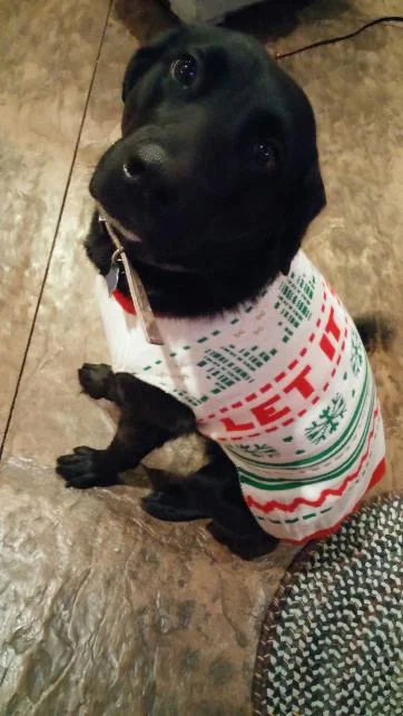 Koda sweater bummer.webp