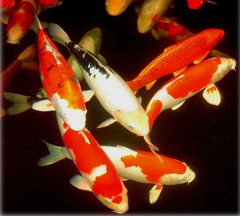 koi%20fish%203.webp