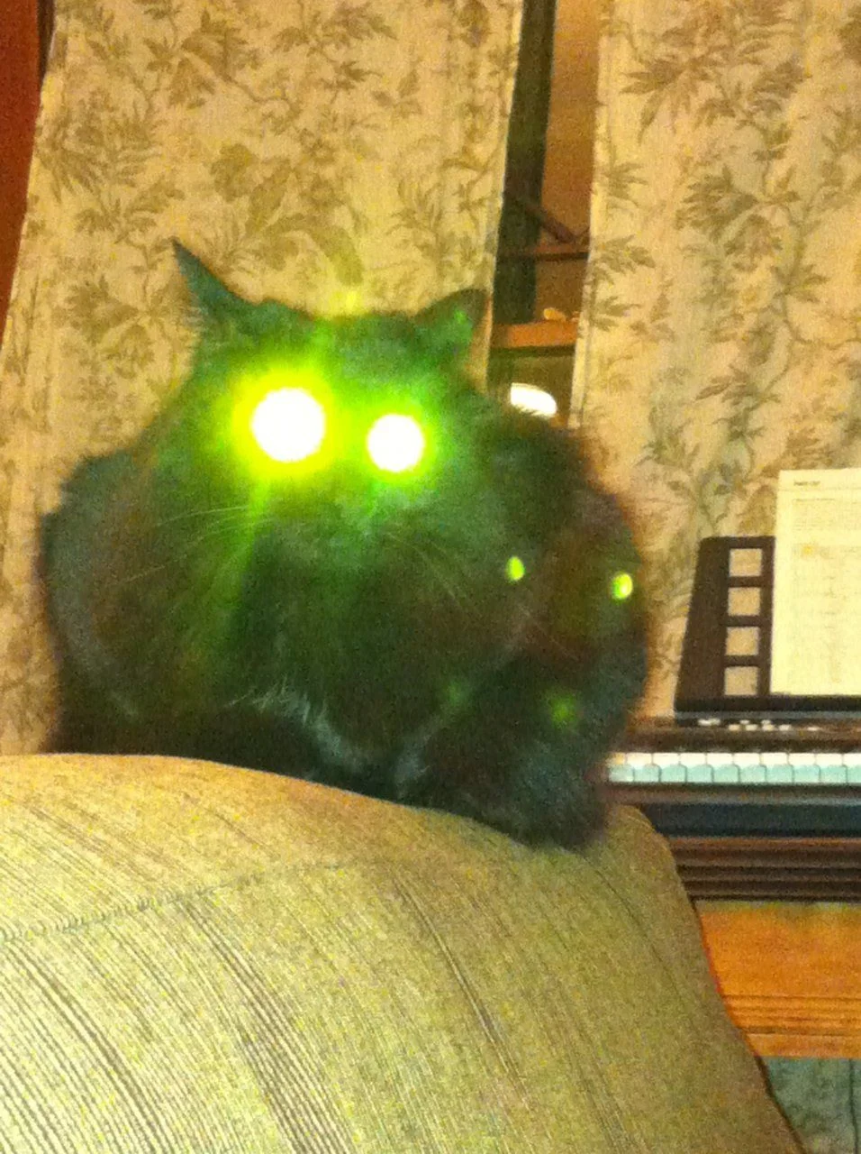 Laser cat.webp