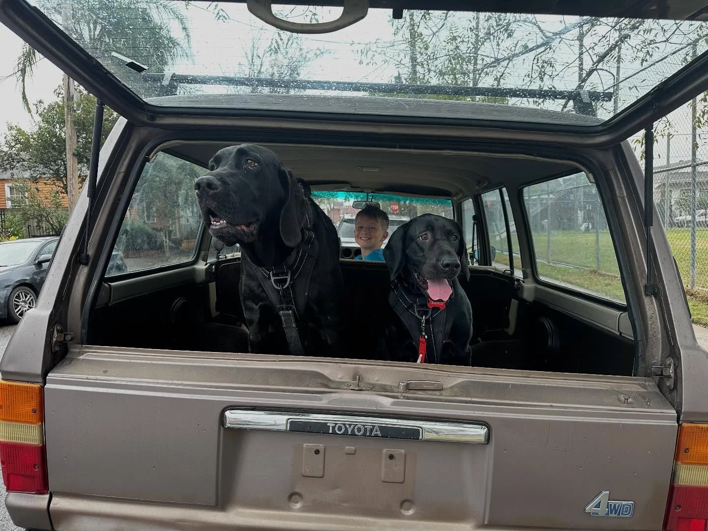 LC dogs.webp