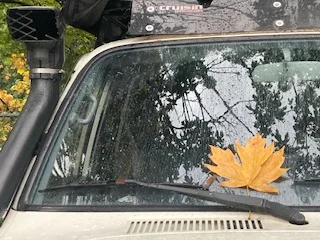 Leaf.jpg