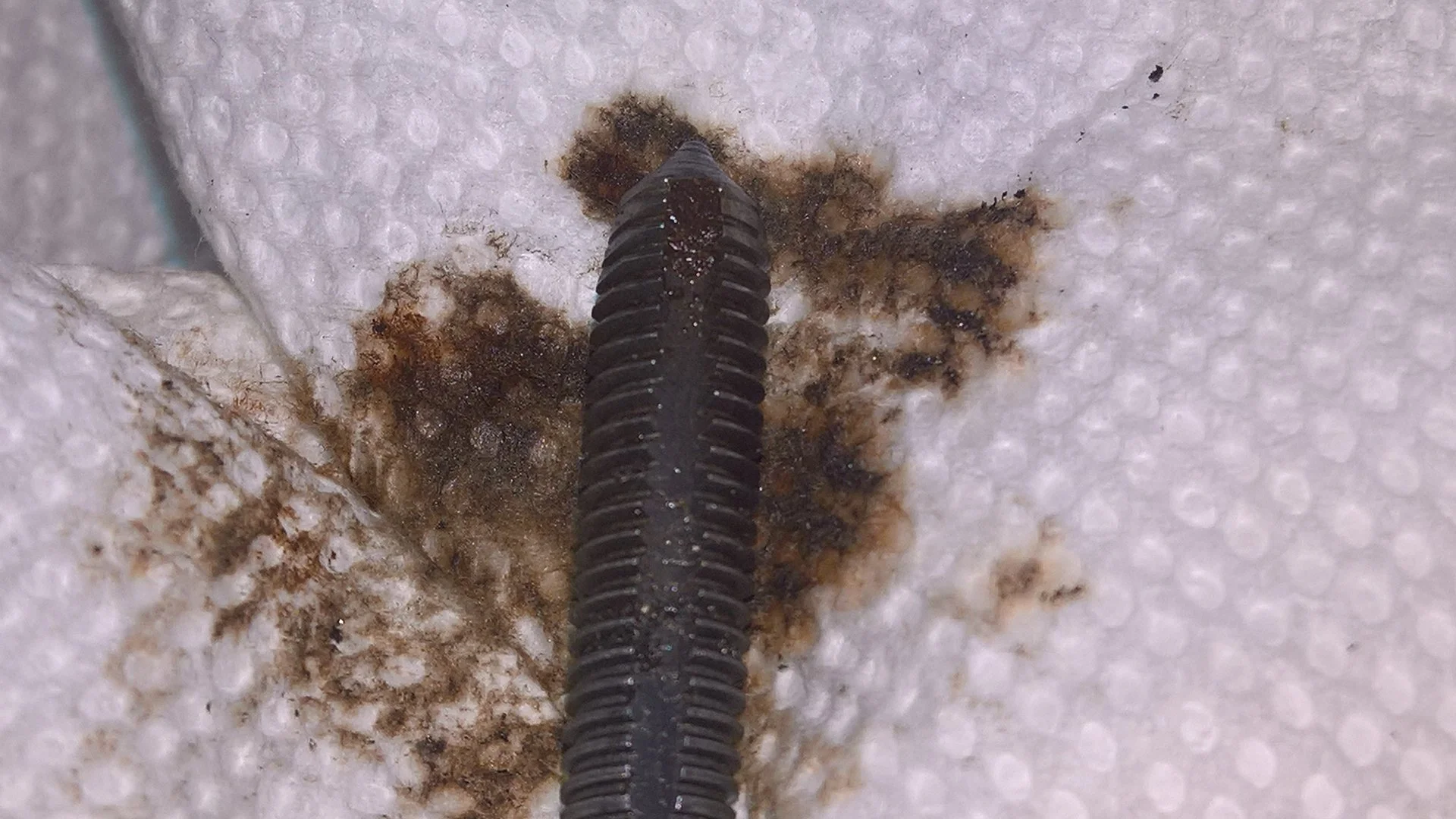 License plate Rust in tap.jpg