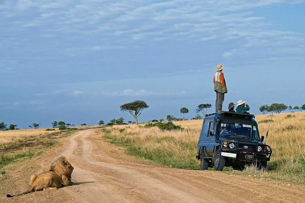 lion and landcruiser.webp