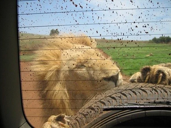 lion attack.webp