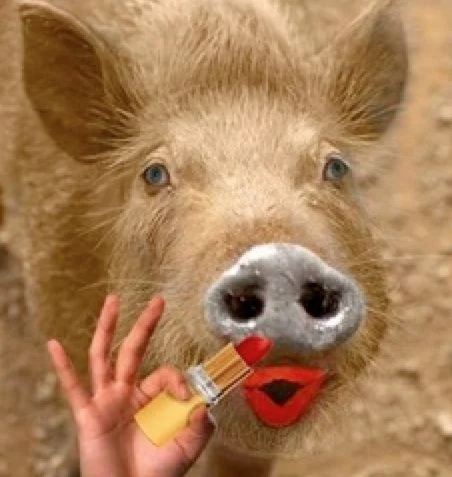 Lipstick-on-Pig.webp