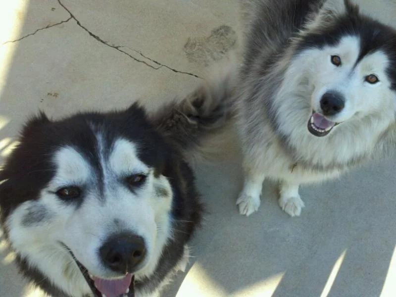 Logan and Akiela.webp