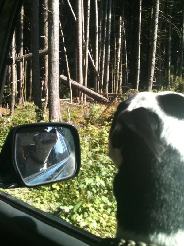 lola cruiser.webp