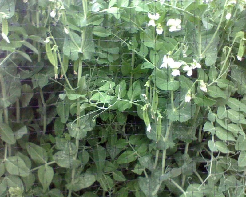 look at all those pods.webp