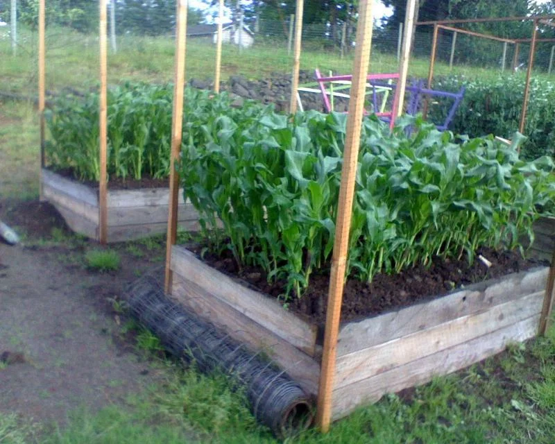 look at that corn!.webp
