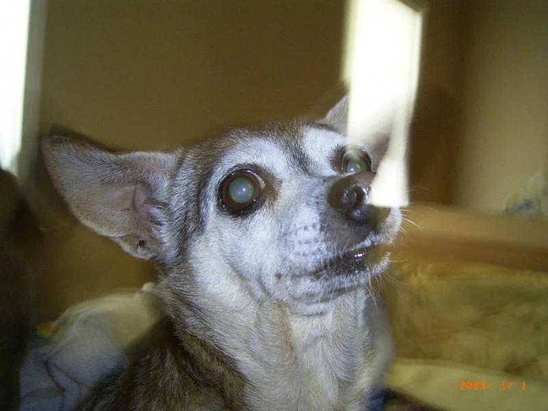 lulu.webp