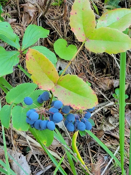Mahonia.jpg