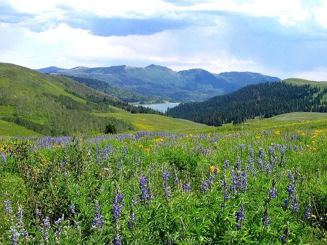 Manti La-Sal National Forest.webp