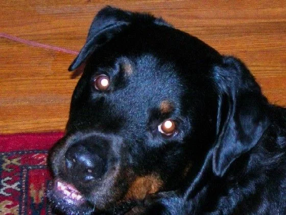 Marley2.webp