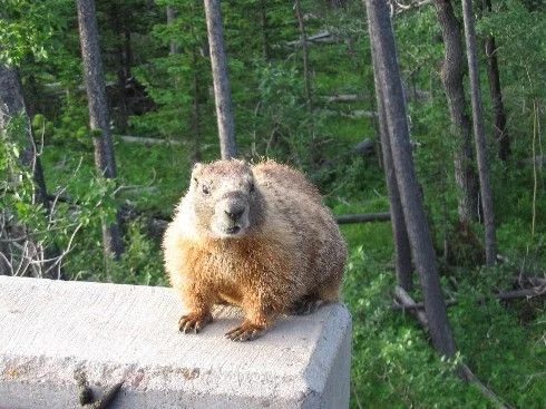 marmot.webp