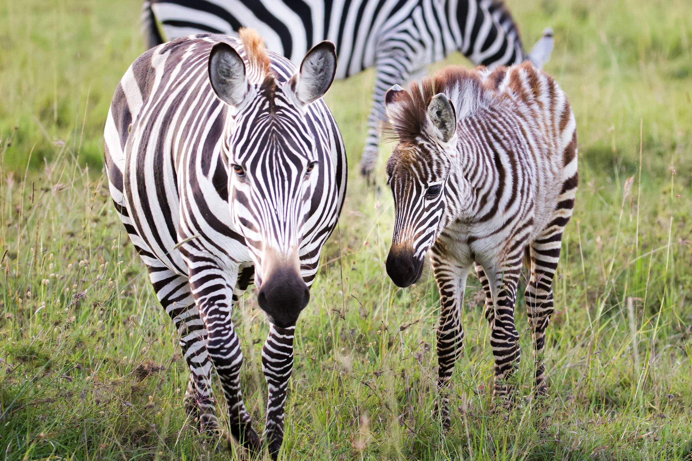 Masai Mara 2025-21.jpeg