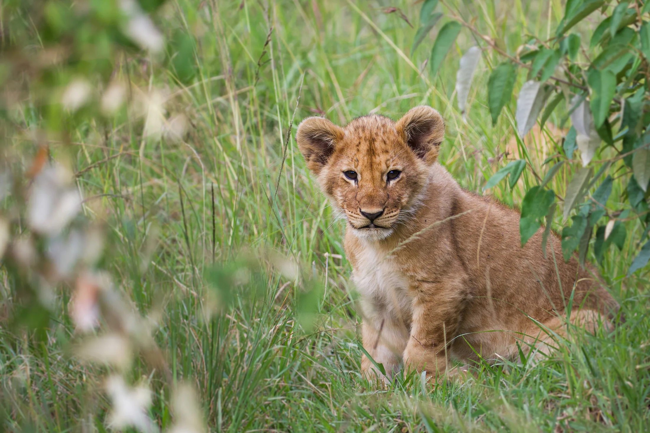 Masai Mara 2025-4.webp
