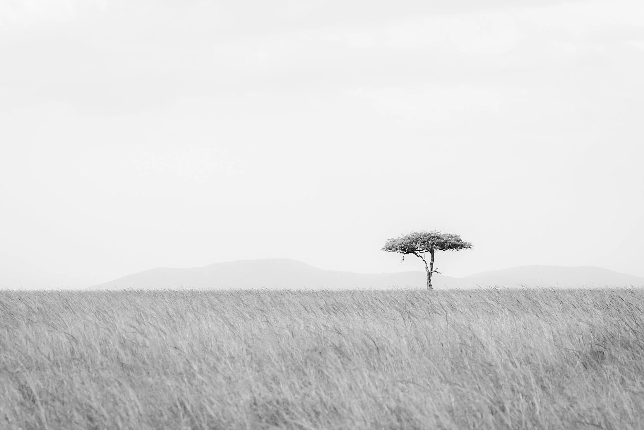 Masai Mara 2025-6.webp