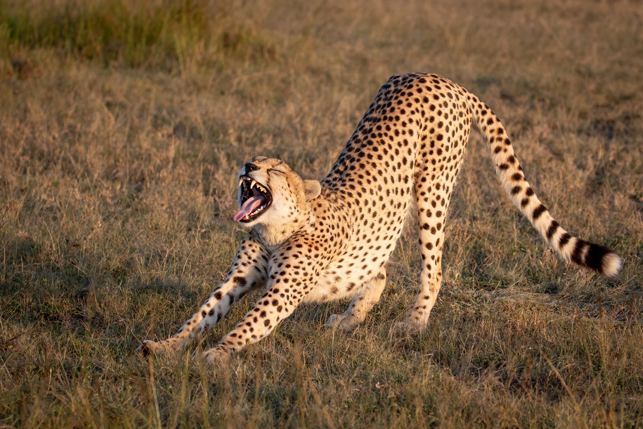 Masai Mara 2025-77.webp