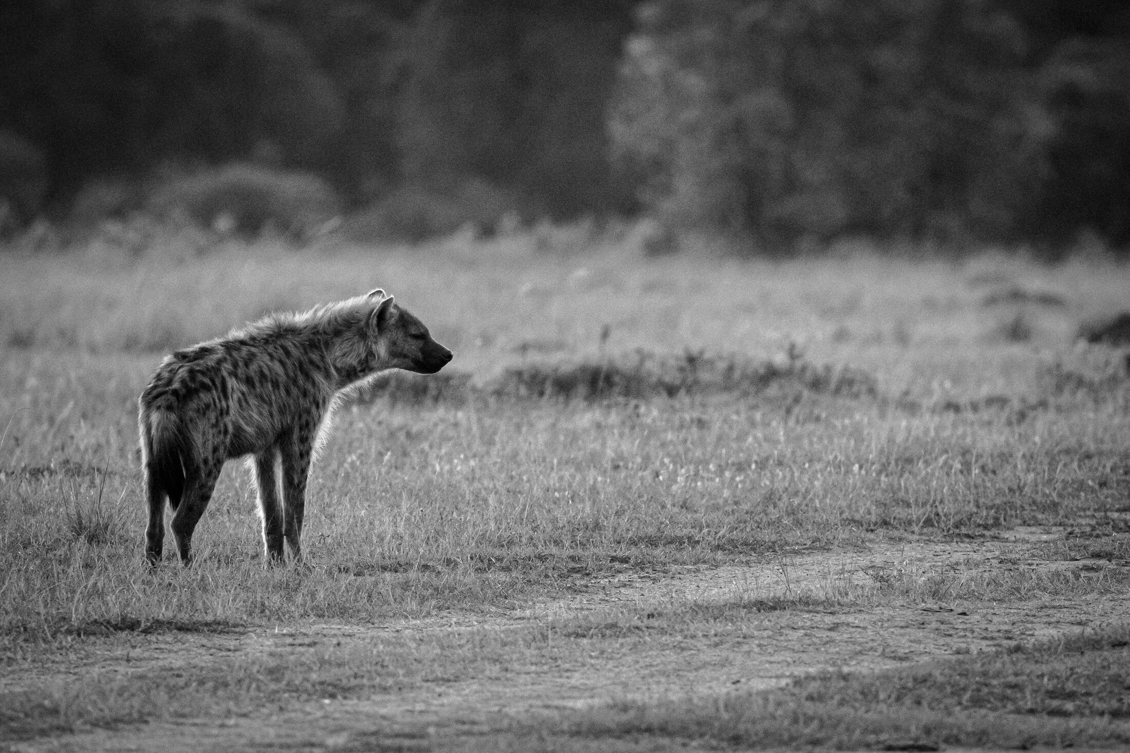 Masai Mara 2025-81.webp
