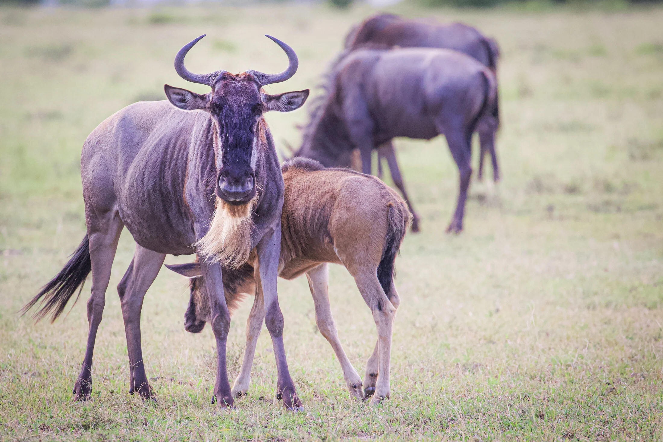 Masai Mara 2025-9.webp