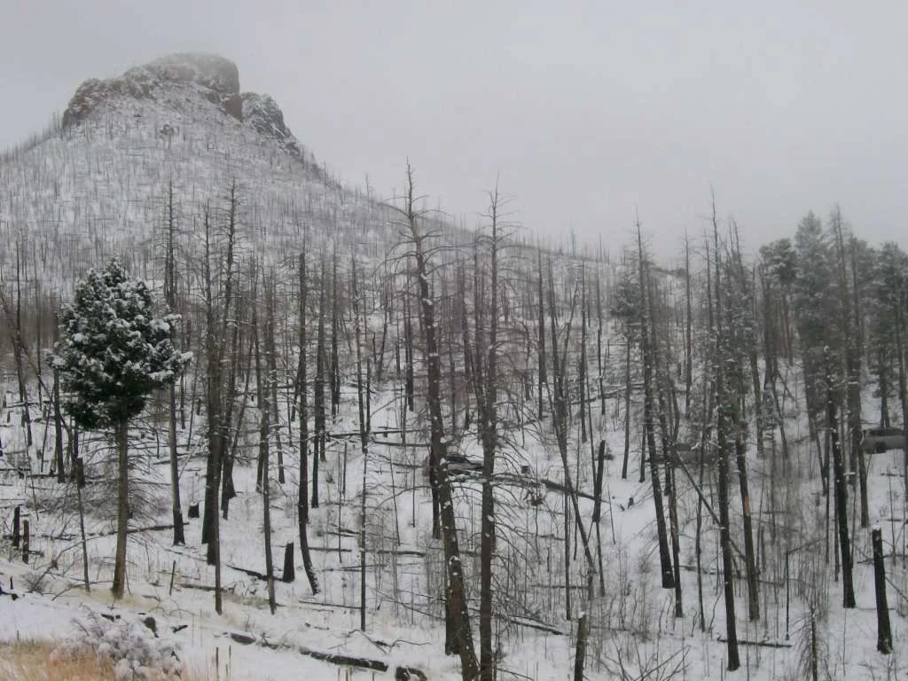 Metberry Gulch 19 MAR 16 002.webp