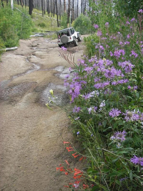 metberry_flowers.webp
