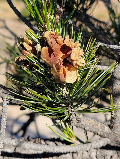 Mex pinon.jpg