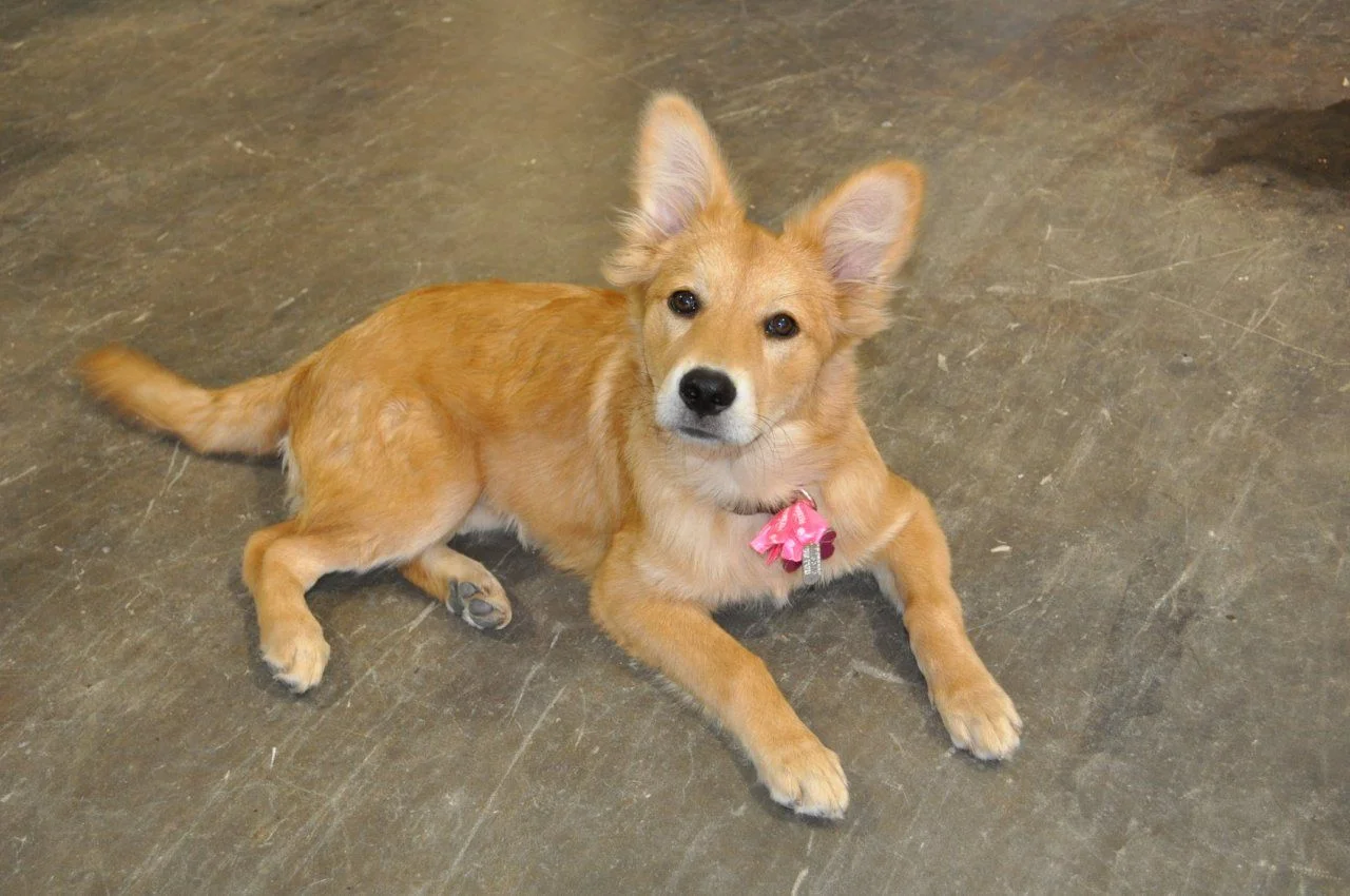 Miss Maple.webp