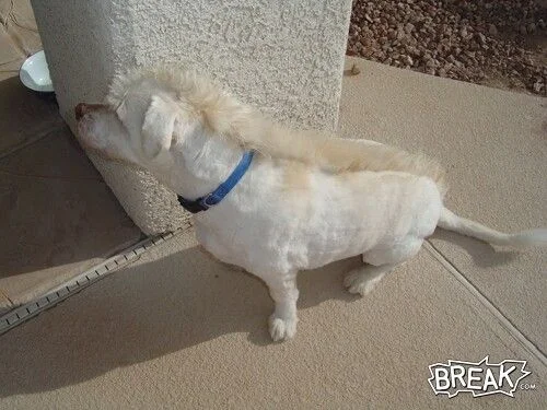 Shaving a hotsell blue heeler