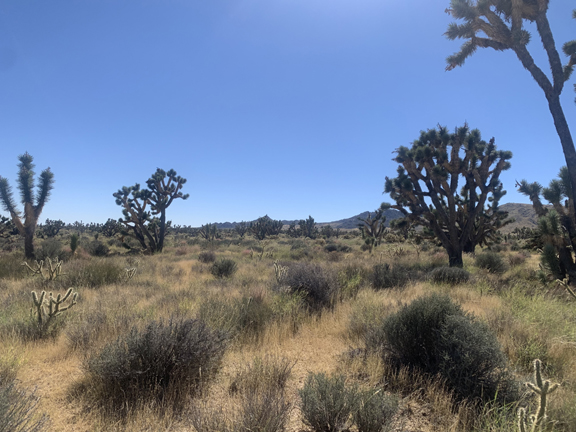 Mojave desert 1.jpg