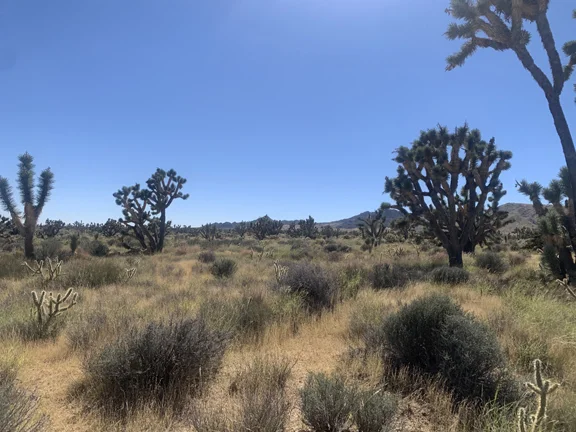 Mojave desert 1.webp