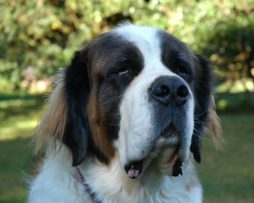 molly.webp