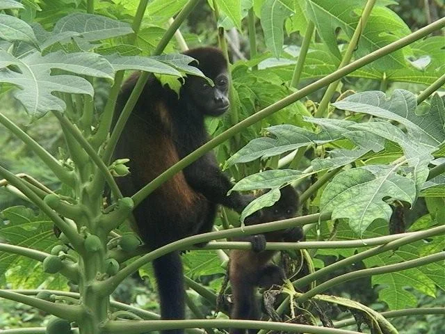 monkey 013.webp
