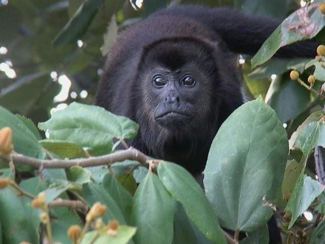 monkey 026.webp