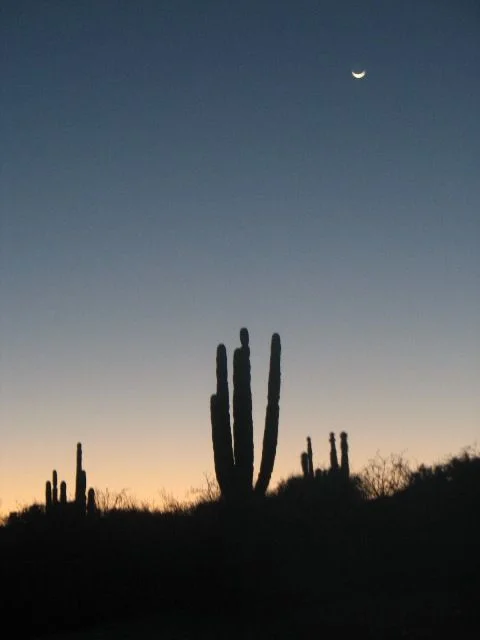 moon_over_cardon.webp