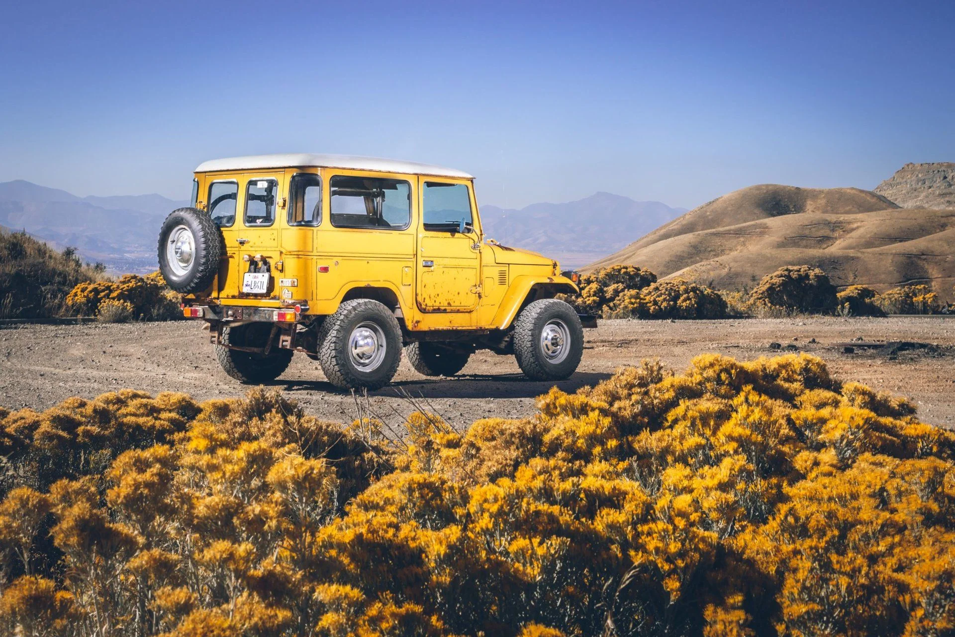 Mustard 20.webp