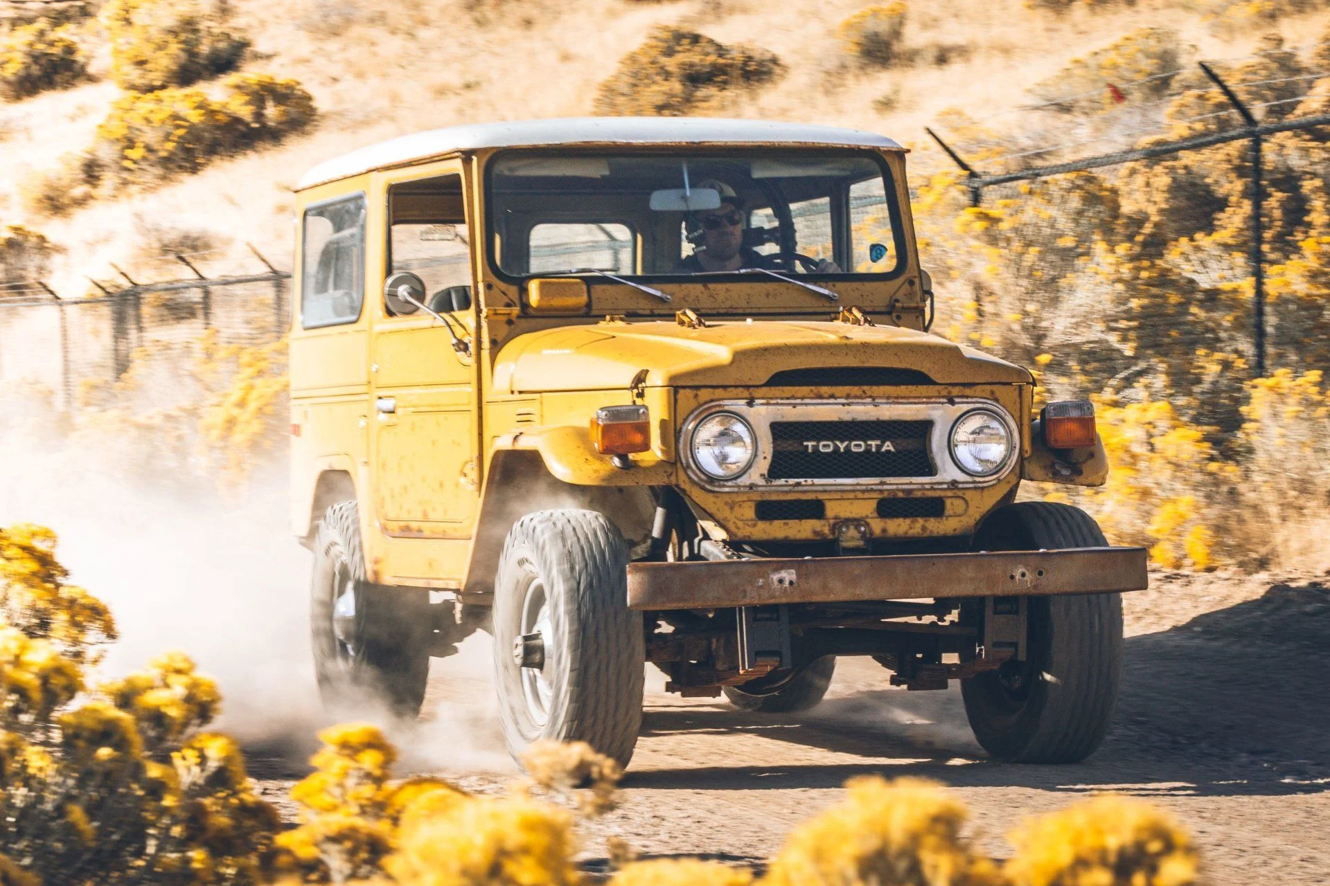 Mustard 26.webp