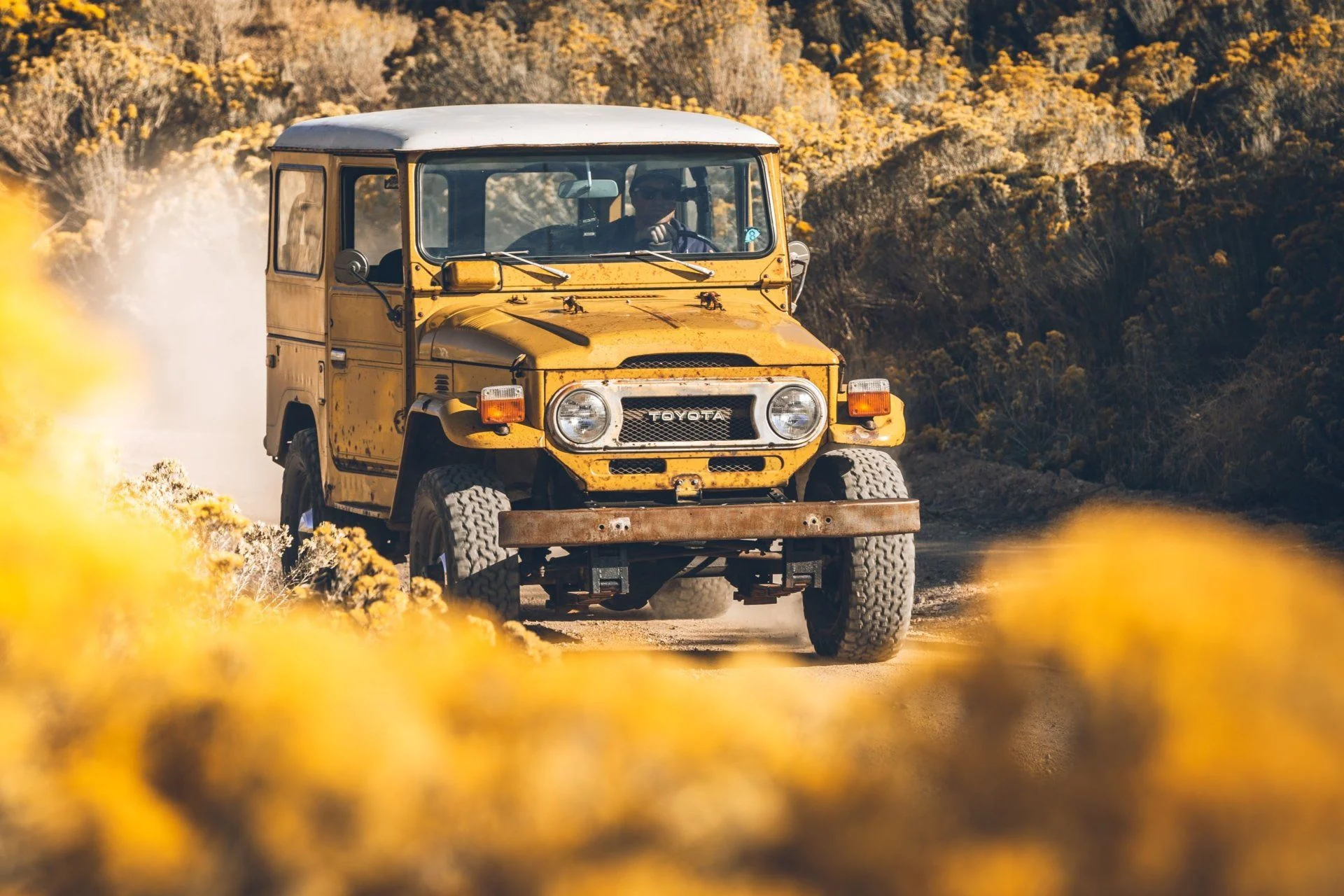 Mustard 29.webp