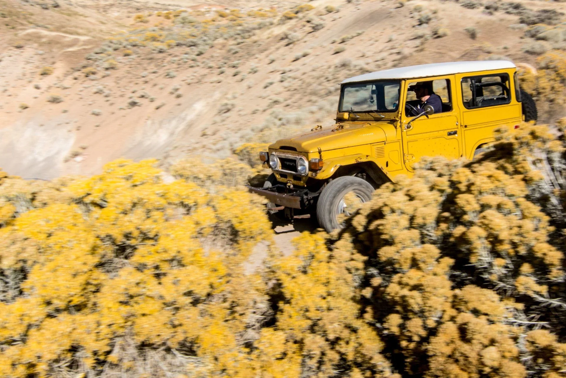Mustard 31.webp