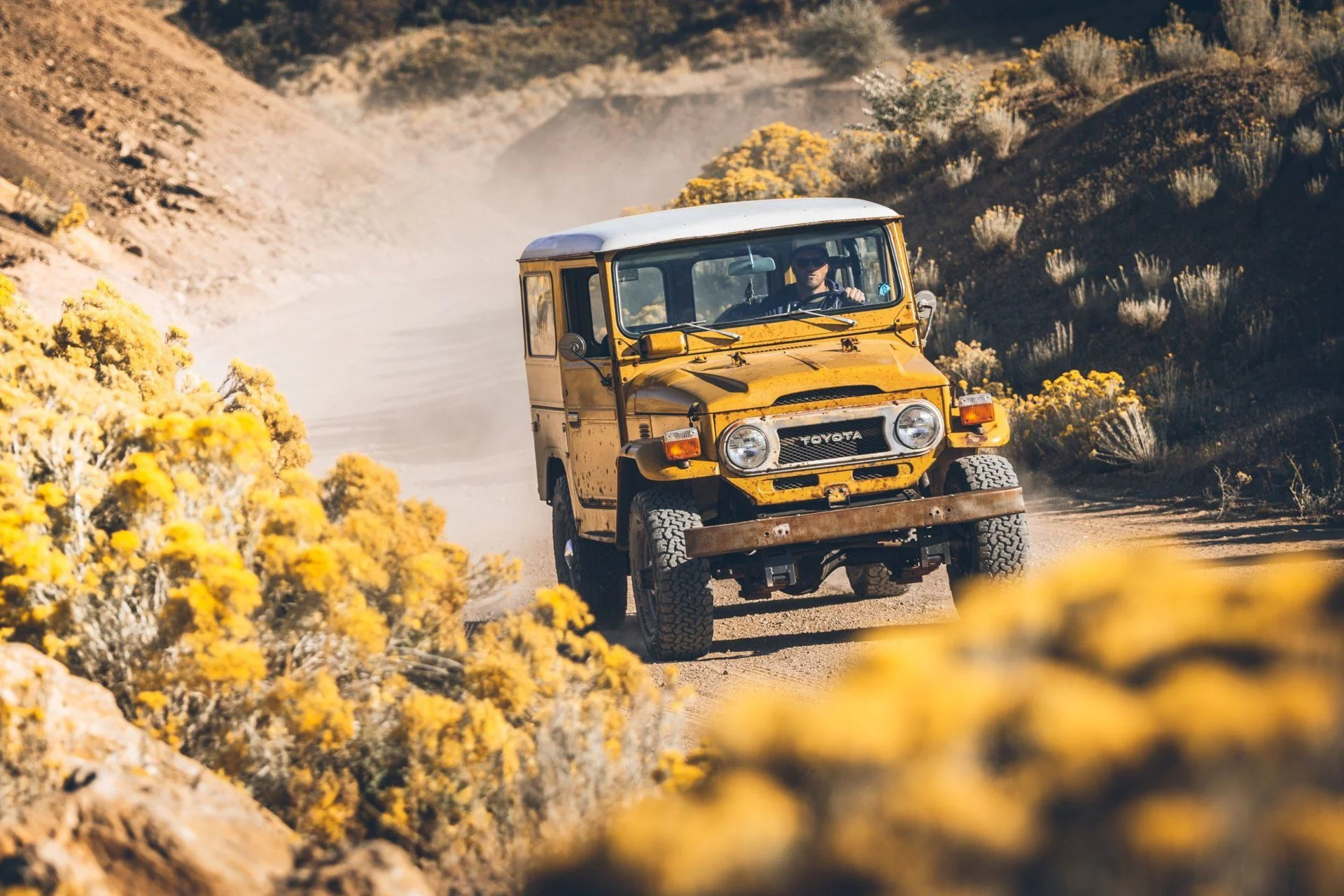 Mustard 34.webp
