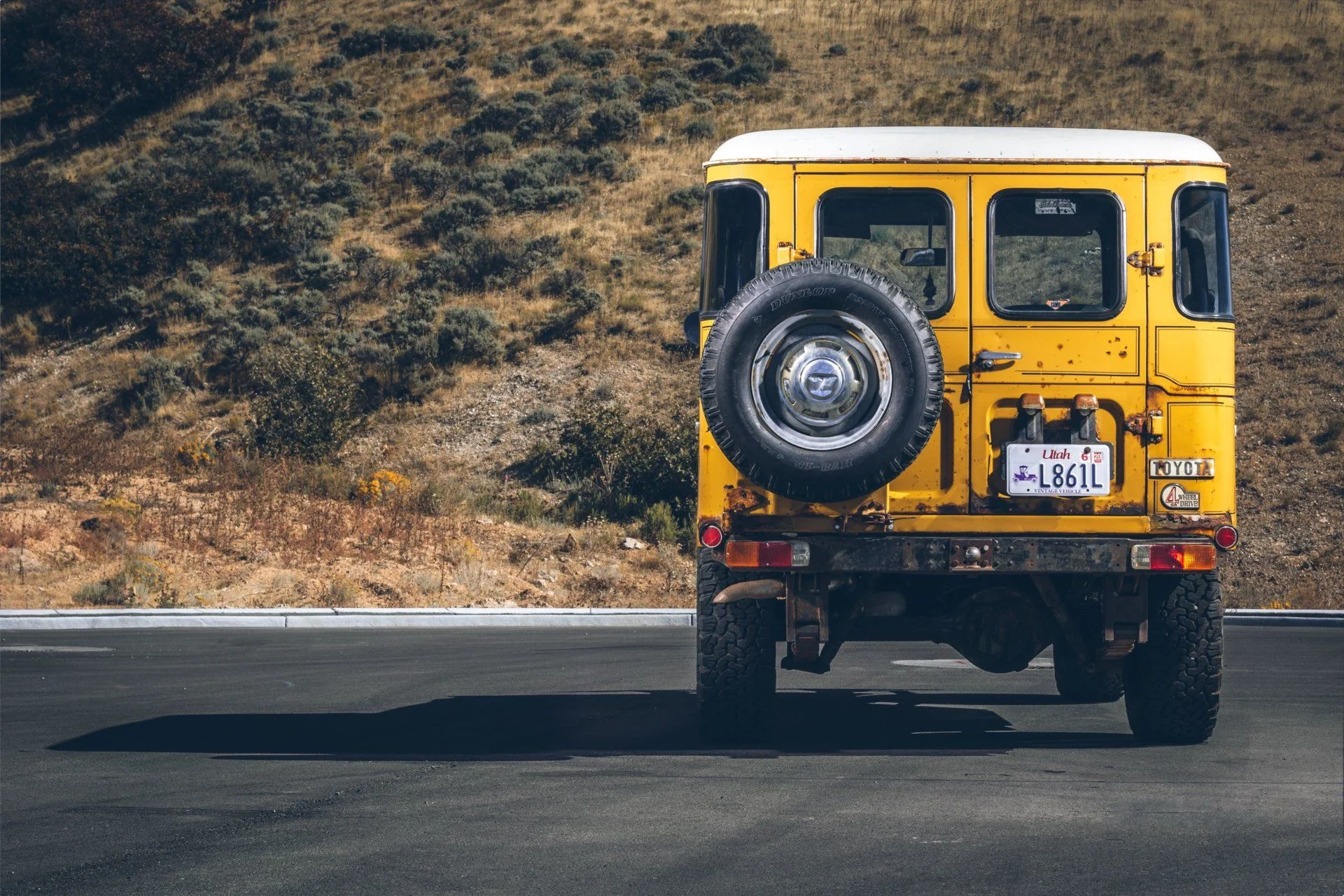 Mustard 4 .jpg