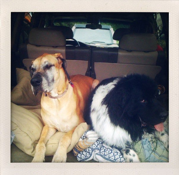 mutts.jpg